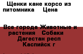 Щенки кане корсо из  питомника! › Цена ­ 65 000 - Все города Животные и растения » Собаки   . Дагестан респ.,Каспийск г.